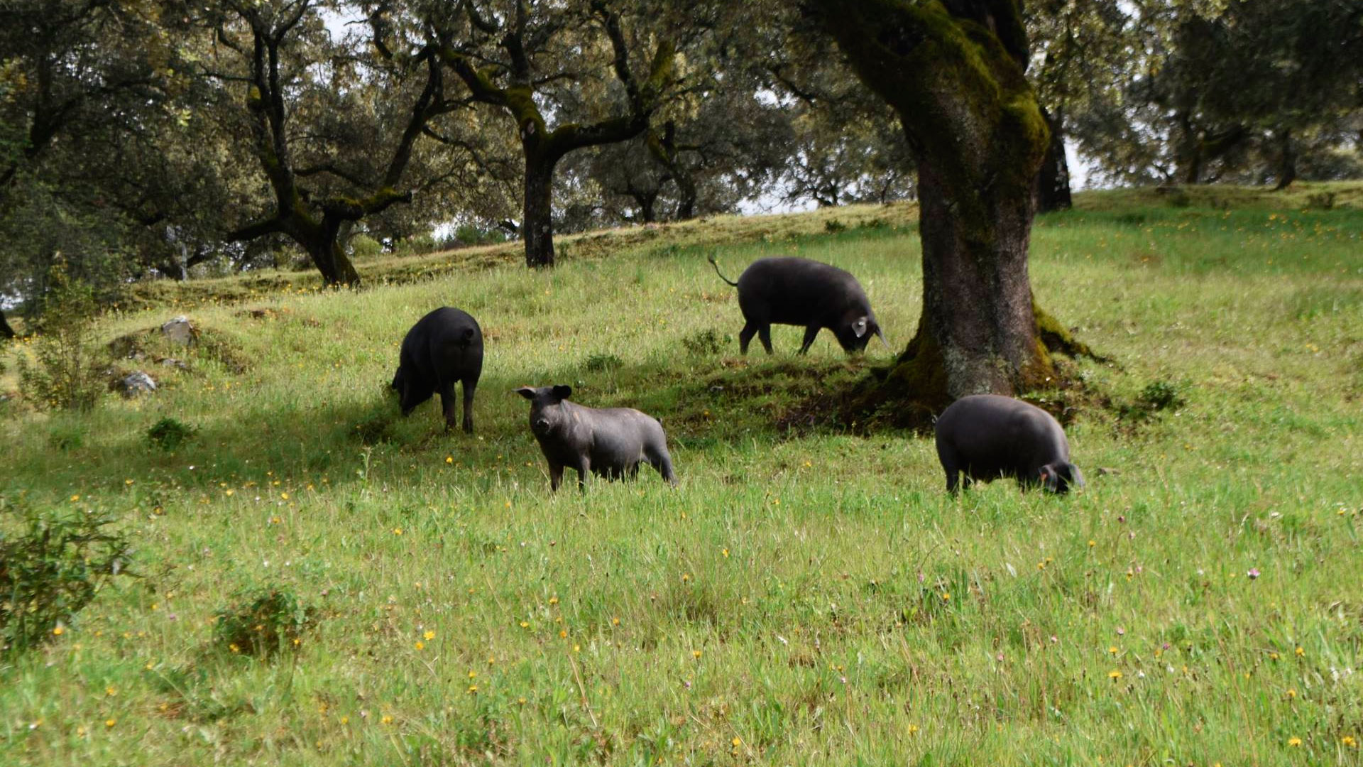 Cerdo ibéricos en la dehesa