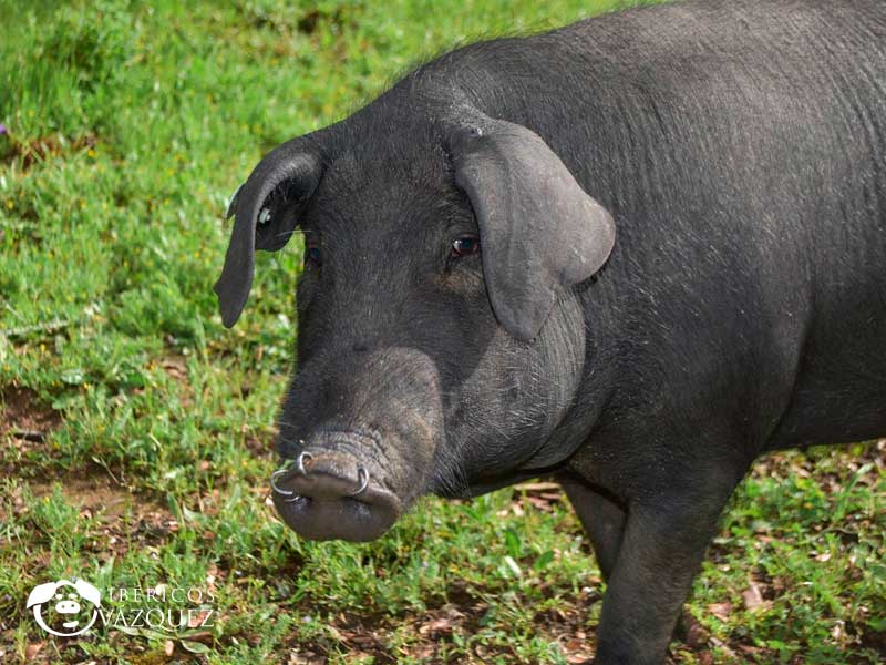 Cerdo iberico Aracena